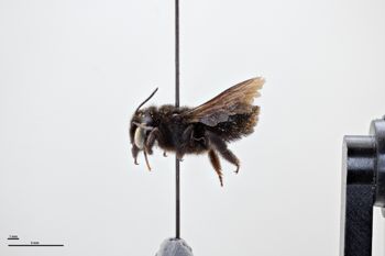 Media type: image;   Entomology 794924 Aspect: habitus lateral view